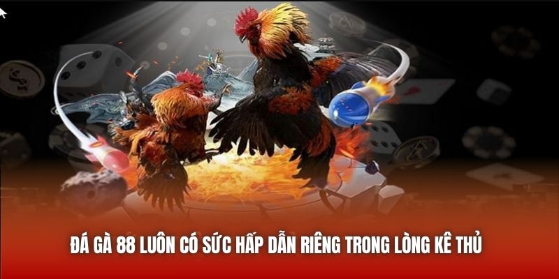 Đá gà 88 luôn có sức hấp dẫn riêng trong lòng kê thủ 