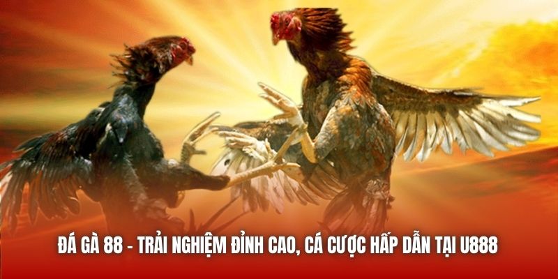 Đá Gà 88 - Trải Nghiệm Đỉnh Cao, Cá Cược Hấp Dẫn Tại U888