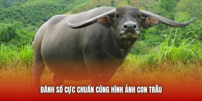 Đánh số cực chuẩn cùng hình ảnh con trâu