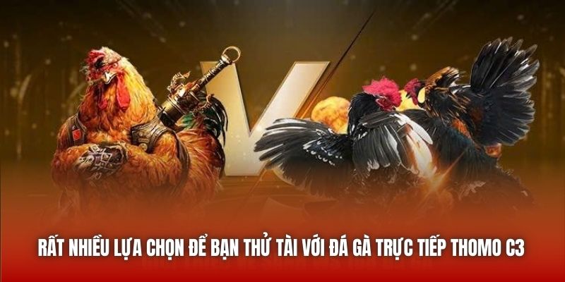 Rất nhiều lựa chọn để bạn thử tài với đá gà trực tiếp Thomo C3
