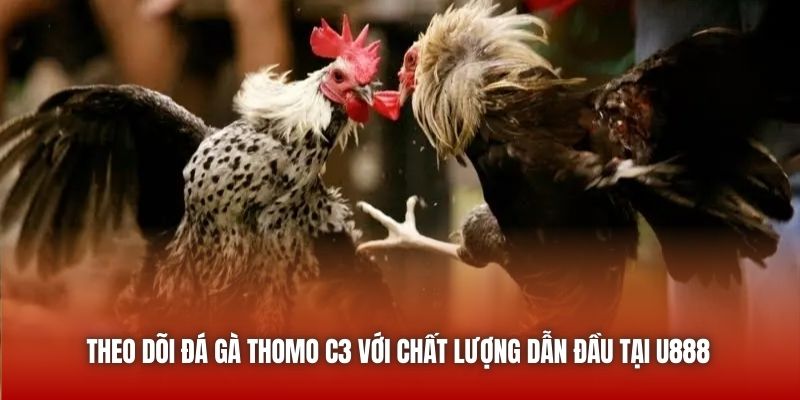 Theo dõi đá gà Thomo C3 với chất lượng dẫn đầu tại U888