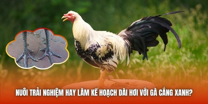 Nuôi trải nghiệm hay làm kế hoạch dài hơi với gà cẳng xanh?