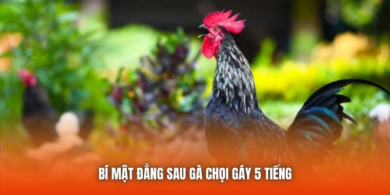 Bí mật đằng sau gà chọi gáy 5 tiếng