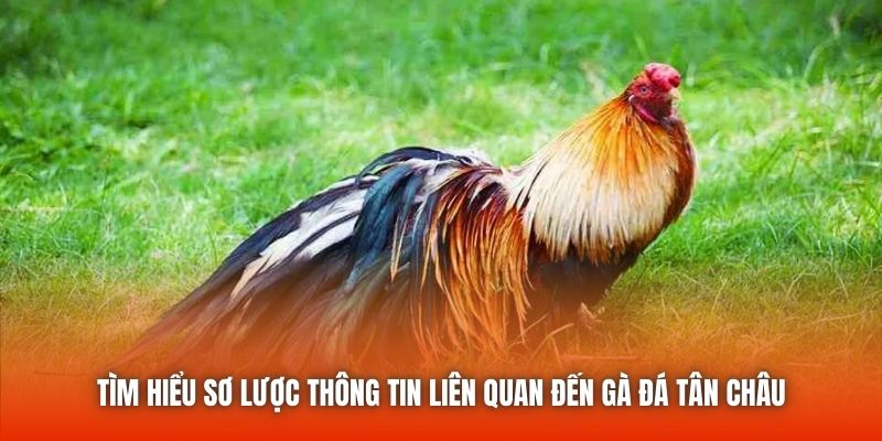 Tìm hiểu sơ lược thông tin liên quan đến gà đá Tân Châu