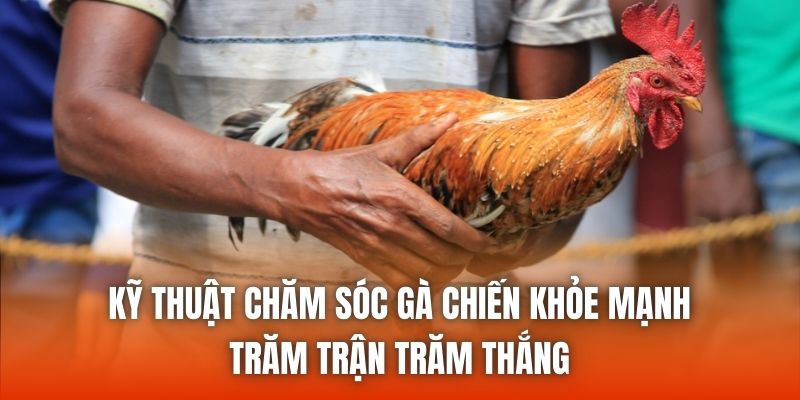 Kỹ Thuật Chăm Sóc Gà Chiến Khỏe Mạnh, Trăm Trận Trăm Thắng