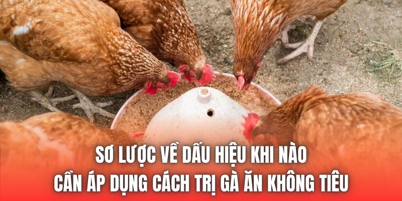Sơ lược về dấu hiệu khi nào cần áp dụng cách trị gà ăn không tiêu